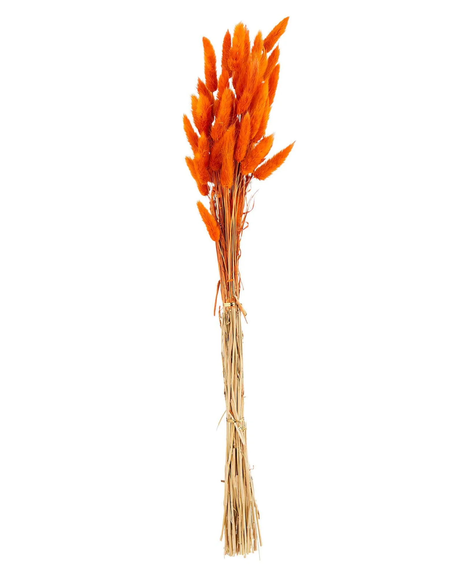beautiful_faux_bunny_tail_1.webp Floral Décor | Half Price Christmas Styles | Home | Home Joe Browns Beautiful Faux Bunny Tail Grass Rust / Dk Green / Fuchsia / Mustard / Multi / Red / Blue / Black / Lilac